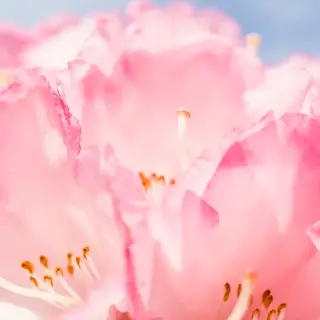 膣縮小術