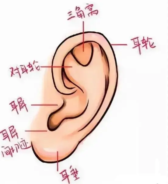 精灵耳