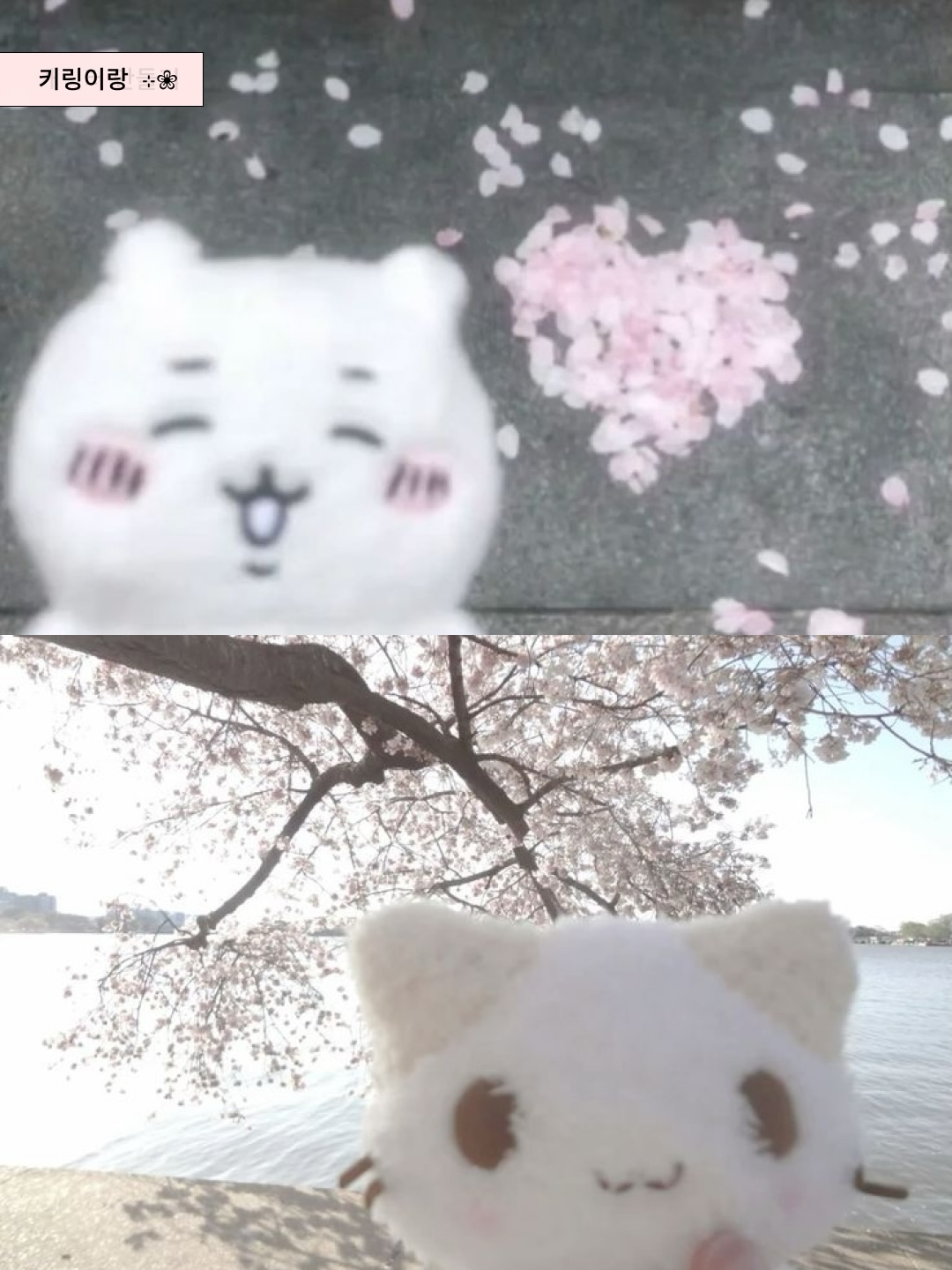 🌸韩国现在超火的ins风樱花照，都这样拍！
